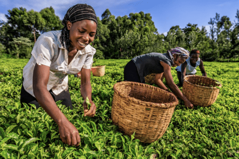 Study finds unconventional forms of resilience in African co-ops’ Covid response