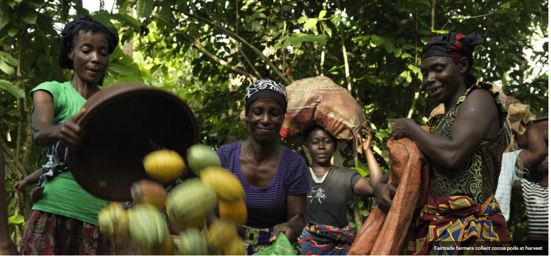 Fairtrade to support West Africa Cocoa Cooperatives