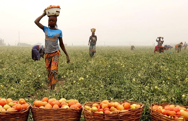 Farmers’ Cooperative in Badagry-Lagos State Loses Tomato Farm to Strong Winds