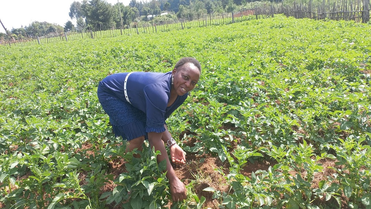 Potato Farmers join Cooperatives for Better Markets, Seed Access