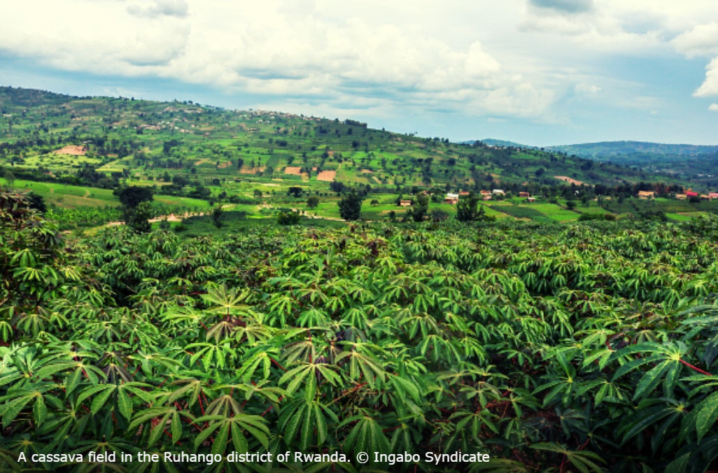 Small-scale Cassava Farmers in Rwanda Benefit from the Public-Private Partnership Market Access Programme