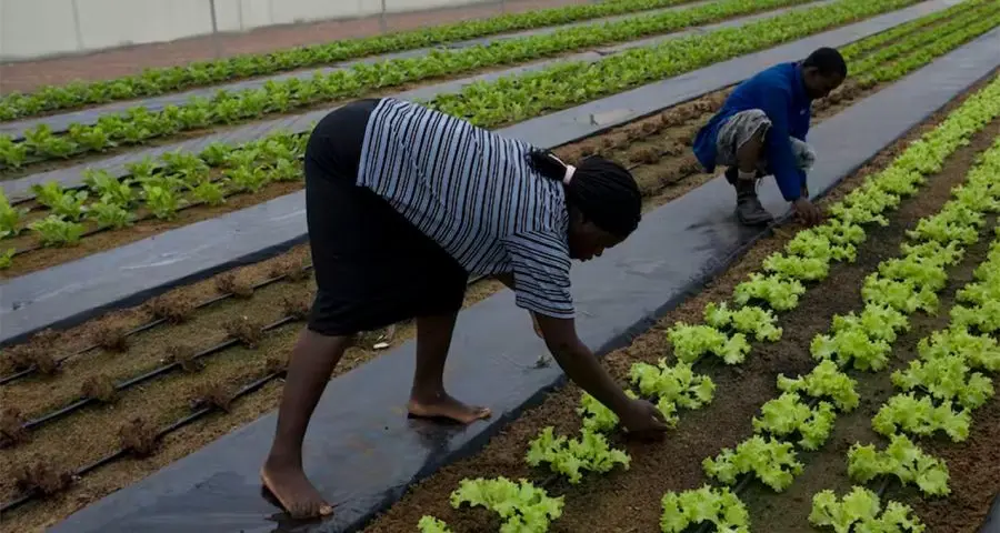 FG flags off Agric Project, Plans to Empowers 500,000 Farmers to Boost Food Security